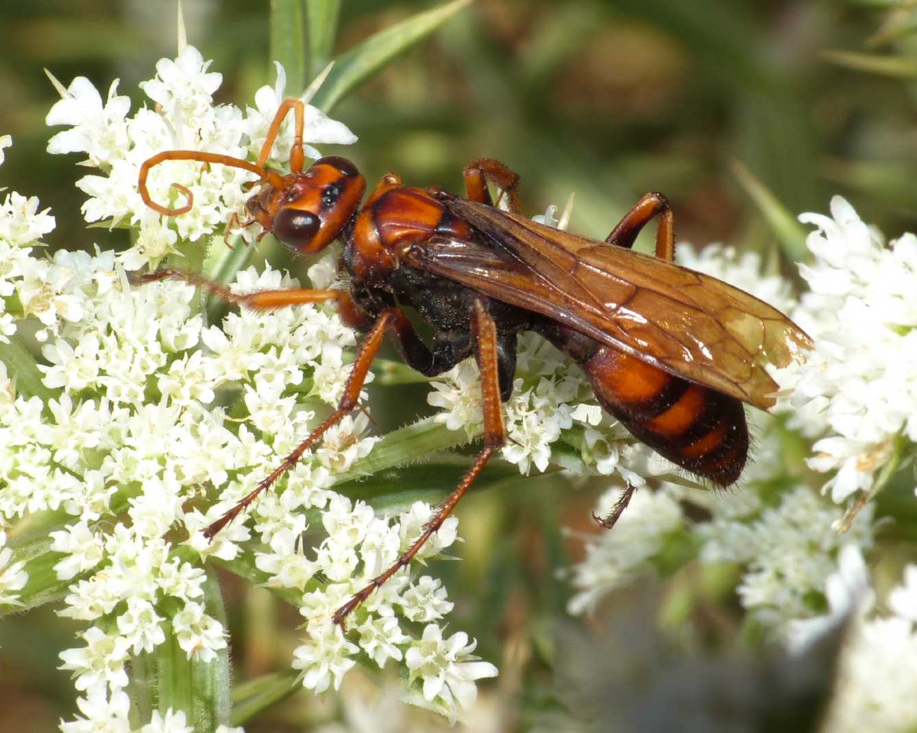 Pompilidae: Cryptocheilus rubellus